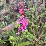 Epacris impressa 花