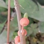 Gasteria pillansii Çiçek