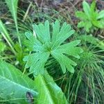 Geranium argenteum Blad