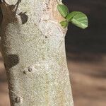 Ficus sycomorus Kôra