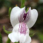 Misopates calycinum Цветок