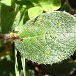 Salix pyrenaica Leaf