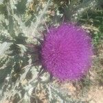 Onopordum macracanthum Blüte