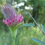 Trifolium rubens Хабит