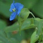 Commelina coelestis عادت داشتن