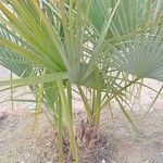 Washingtonia robustaFolha