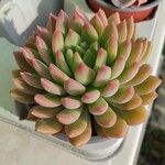 Echeveria colorata List