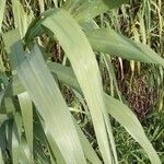 Arundo donaxFolla