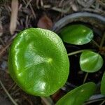 Pilea peperomioides ᱥᱟᱠᱟᱢ