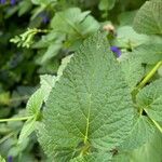 Salvia patens Folha