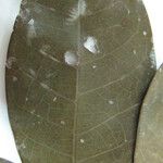 Cordiera myrciifolia