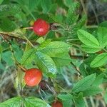 Rosa majalis Fruit