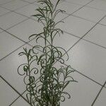 Helichrysum italicum Blatt