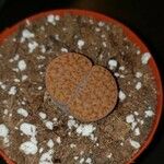 Lithops fulviceps Ліст