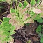 Lathyrus niger Hoja