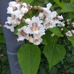 Catalpa bignonioides Flor
