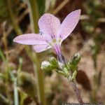 Saltugilia caruifolia Flower