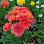 Ranunculus asiaticusFloare