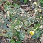 Sonchus oleraceusLeaf