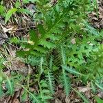 Pedicularis canadensis Hoja