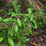 Acalypha costaricensis Hábito