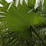 Livistona chinensis Folha