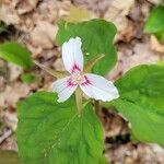 Trillium undulatum برگ