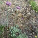 Allium acutiflorum Hábito