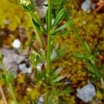 Galium anisophyllon Листок