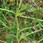 Lycopodium clavatum Blad