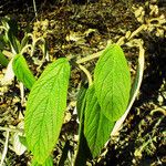 Viburnum rhytidophyllumLeaf