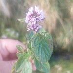 Mentha aquaticaBlüte