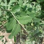 Phyllanthus reticulatus Leaf