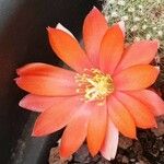 Rebutia heliosa Flower