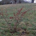 Hamamelis virginiana ശീലം