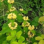 Phlomis russeliana Хабит