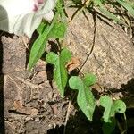 Ipomoea pandurata Hoja