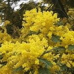 Acacia baileyana Blüte