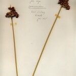 Juncus acutus Хабит