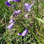 Campanula sibirica ᱛᱟᱦᱮᱸ