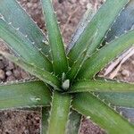 Dyckia remotiflora Leaf