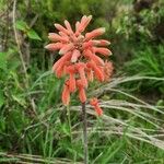 Aloe amudatensis Flor