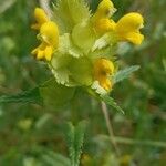 Rhinanthus major Квітка