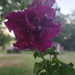 Petunia integrifolia Flor