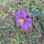 Nerophila senegambiensis Flower