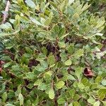 Ilex glabra Yaprak