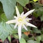 Passiflora capsularis Цвят
