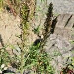 Echium creticum Fruit