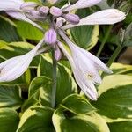 Hosta plantaginea Flower