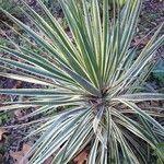 Yucca flaccida Folha